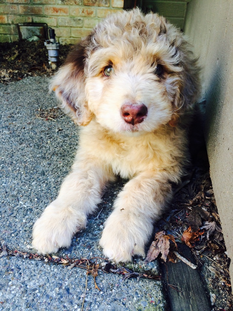 Red Merle F1 Standard Aussiedoodle Puppy laying down