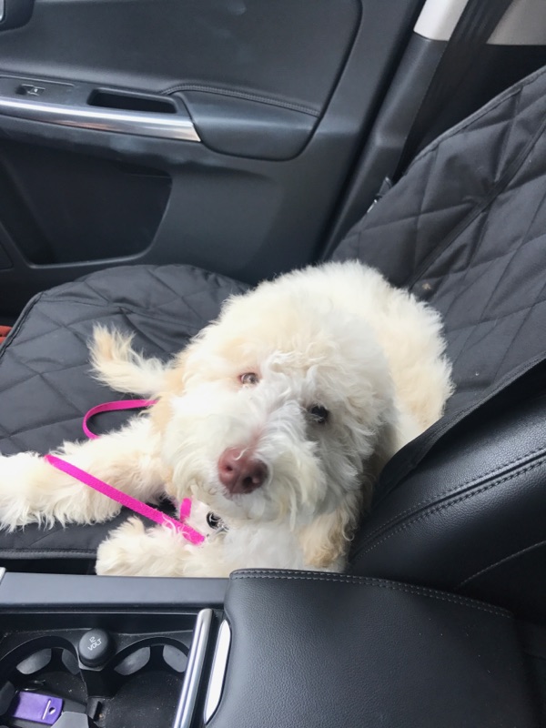 Cream Multigen Labradoodle Puppy in the Car