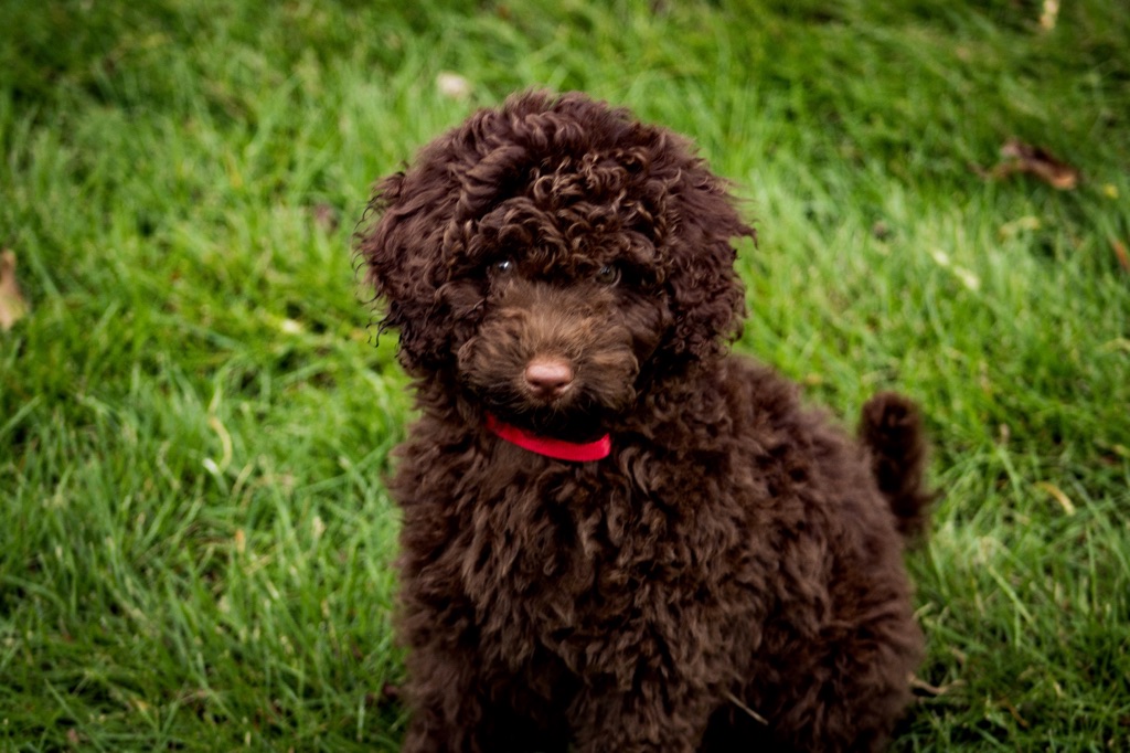 Chocolate F1B Mini Aussiedoodle puppy in the grass!