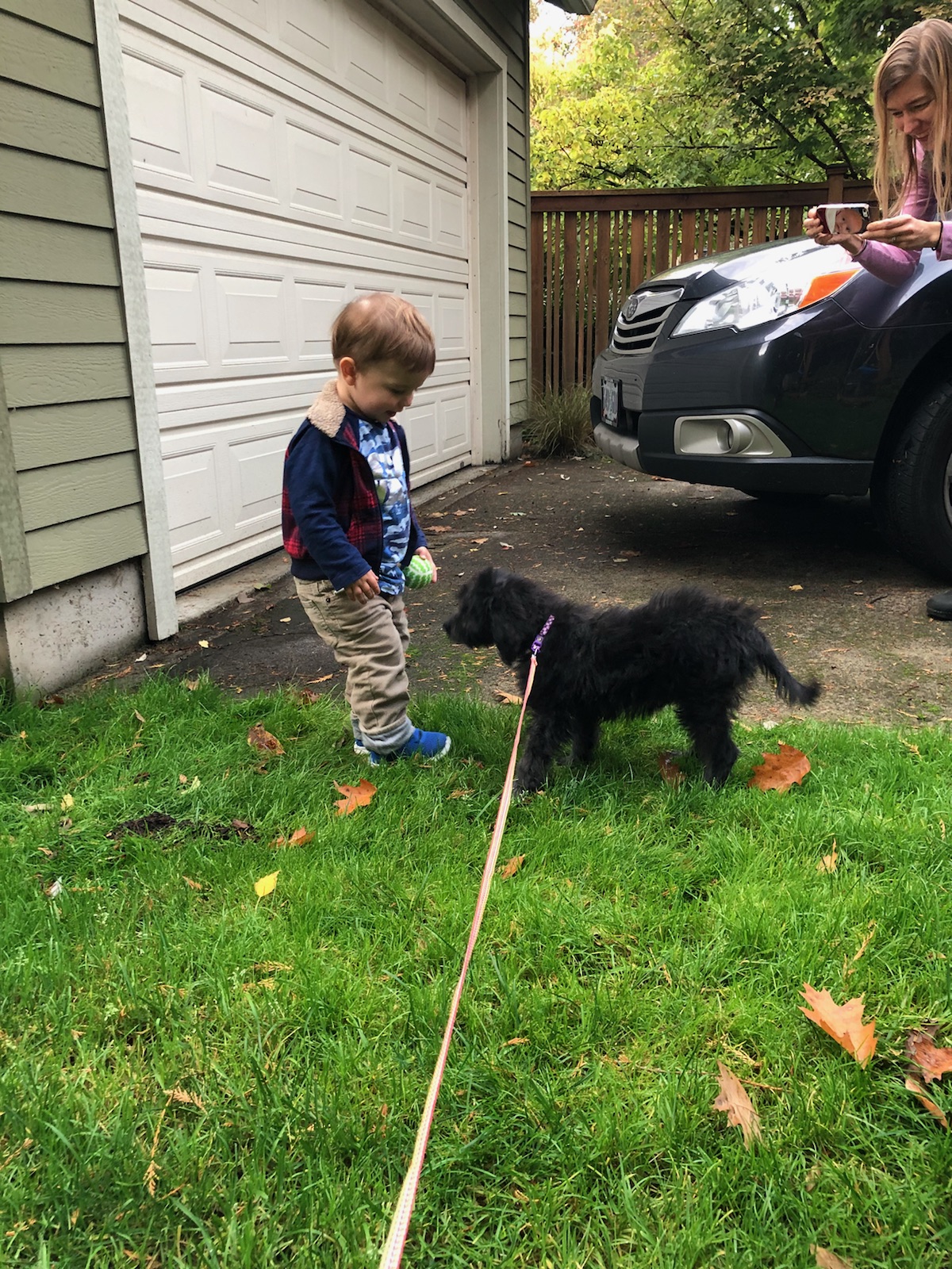 POTTY TRAINING AN AUSSIEDOODLE PUPPY - 7 DAY CRATE TRAINING SCHEDULE- BLACK MULTIGEN LABRADOODLE PUPPY ON A LEASH