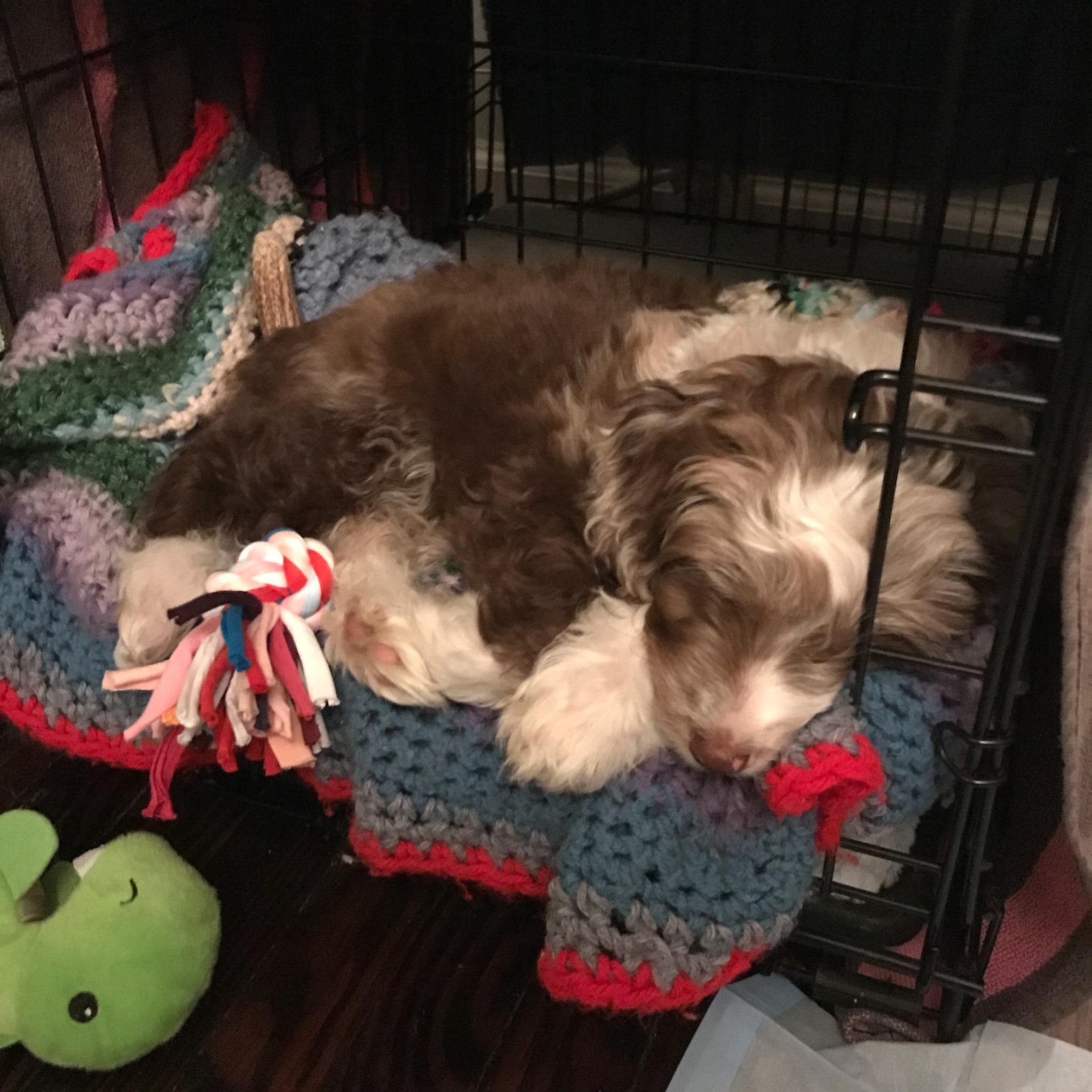 Mini Aussiedoodle in her crate - potty training a Aussiedoodle in 7 days  - crate blankets and beds