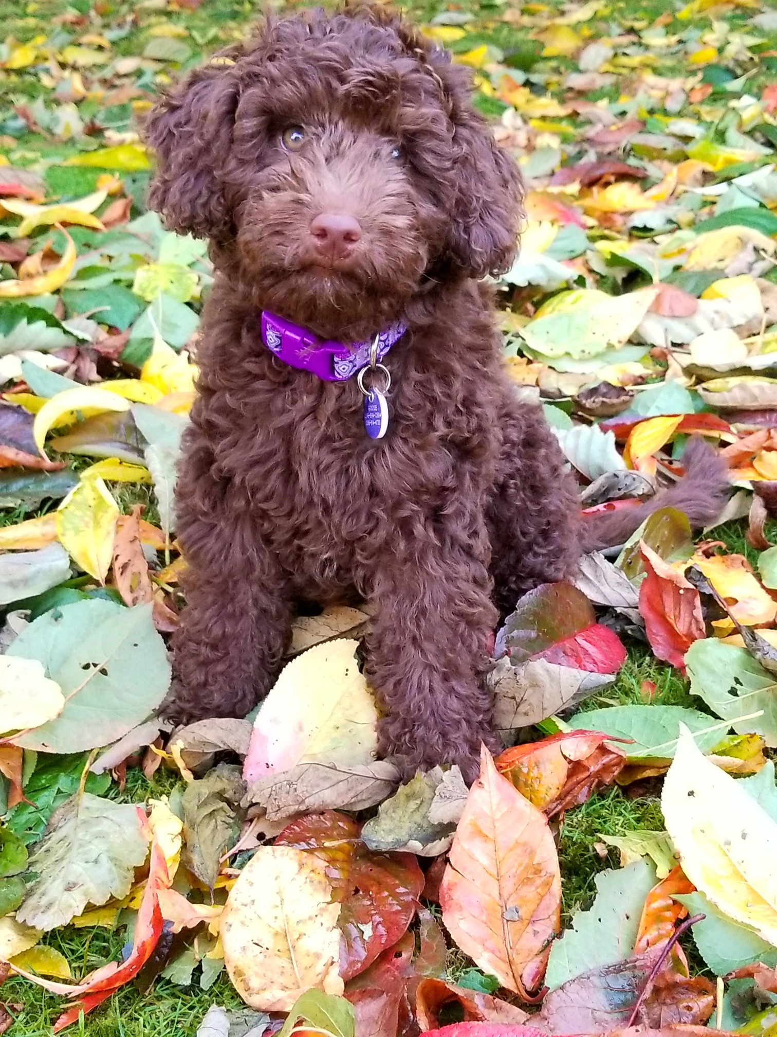 MINI AUSSIEDOODLE "GOOSE" IN THE LEAVES!