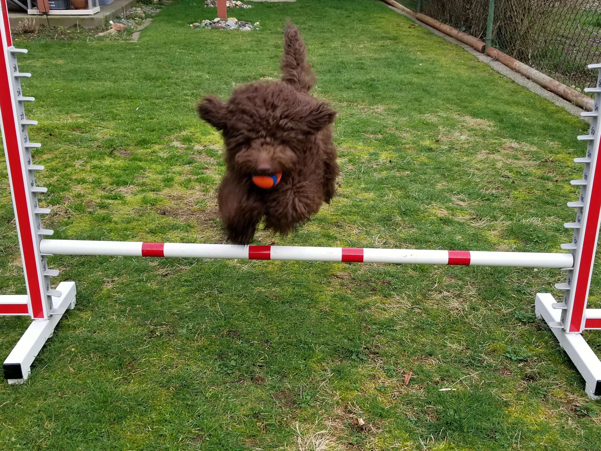 Mini Aussiedoodle Goose jumping poles in agility 