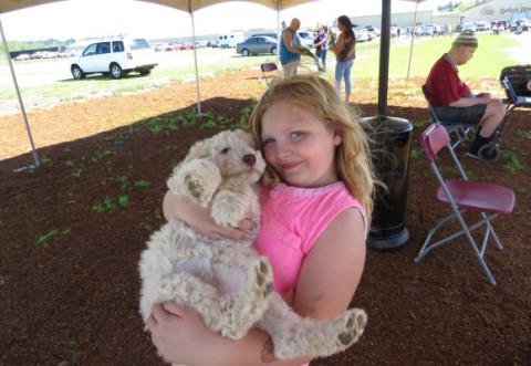 A trip to a public place.. here is Olivia at the Tulip Festival with Labradoodle Valentina