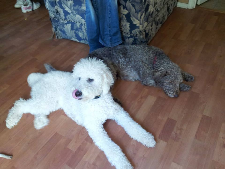 Pele and Tippy - Dreamydoodles Northwest - Poodle and Labradoodle Best Friends