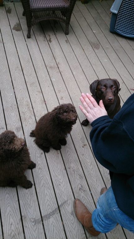 Rasta and Ivy - Standard Poodle Puppies Training