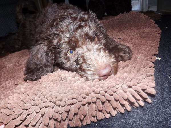Labradoodle from Tippy