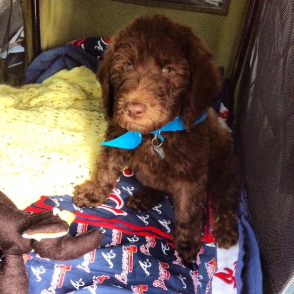 Porter in his crate - Multigen Labradoodle Puppy
