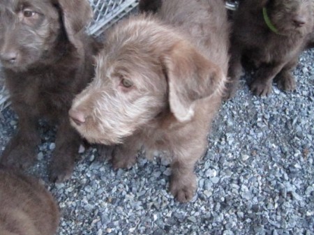 Chocolate F1 Labradoodle Puppy