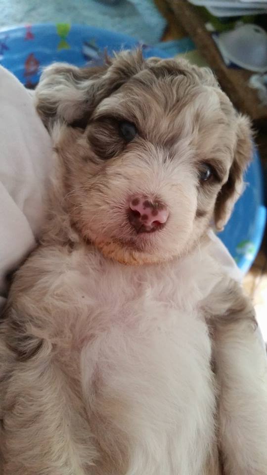 Aussiedoodle Puppy Freckles =s Love!