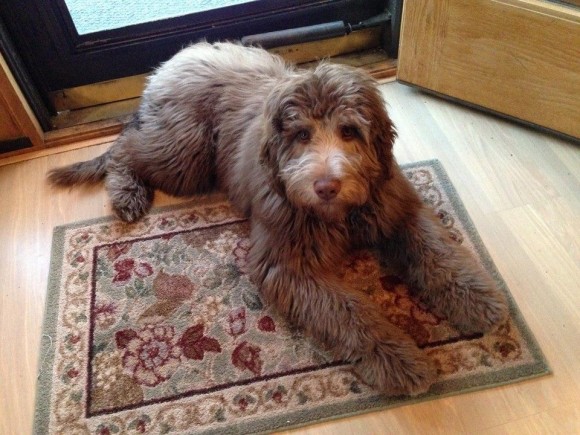 Finley - Standard Chocolate Aussiedoodle Male - Dreamydoodles