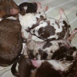 Rasta's puppies and one adopted one... a lab aussie mix far right