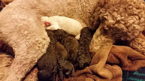 Loli after giving birth to her 5 beautiful Labradoodle puppies
