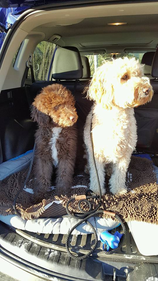BREWSKI AND CHEWIE ON THEIR SOGGY DOGGY RUG IN THE CAR