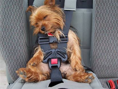 dog-in-car-seat-belt1
