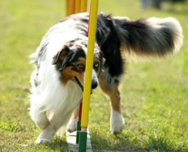 Aussie's excel at all dog sports including agility