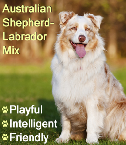 Facts About the Australian Shepherd-Labrador Mix Breed