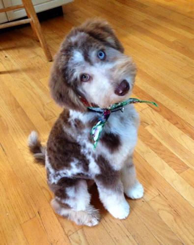 Mishka and his new haircut - Aussiedoodle from Ivy and Rally
