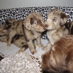 Beige - Merle - Male and Pink - Merle - Female (left to right)