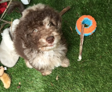 Aussiedoodle Kula at 12 wks old with his Chuckit Roller Ball