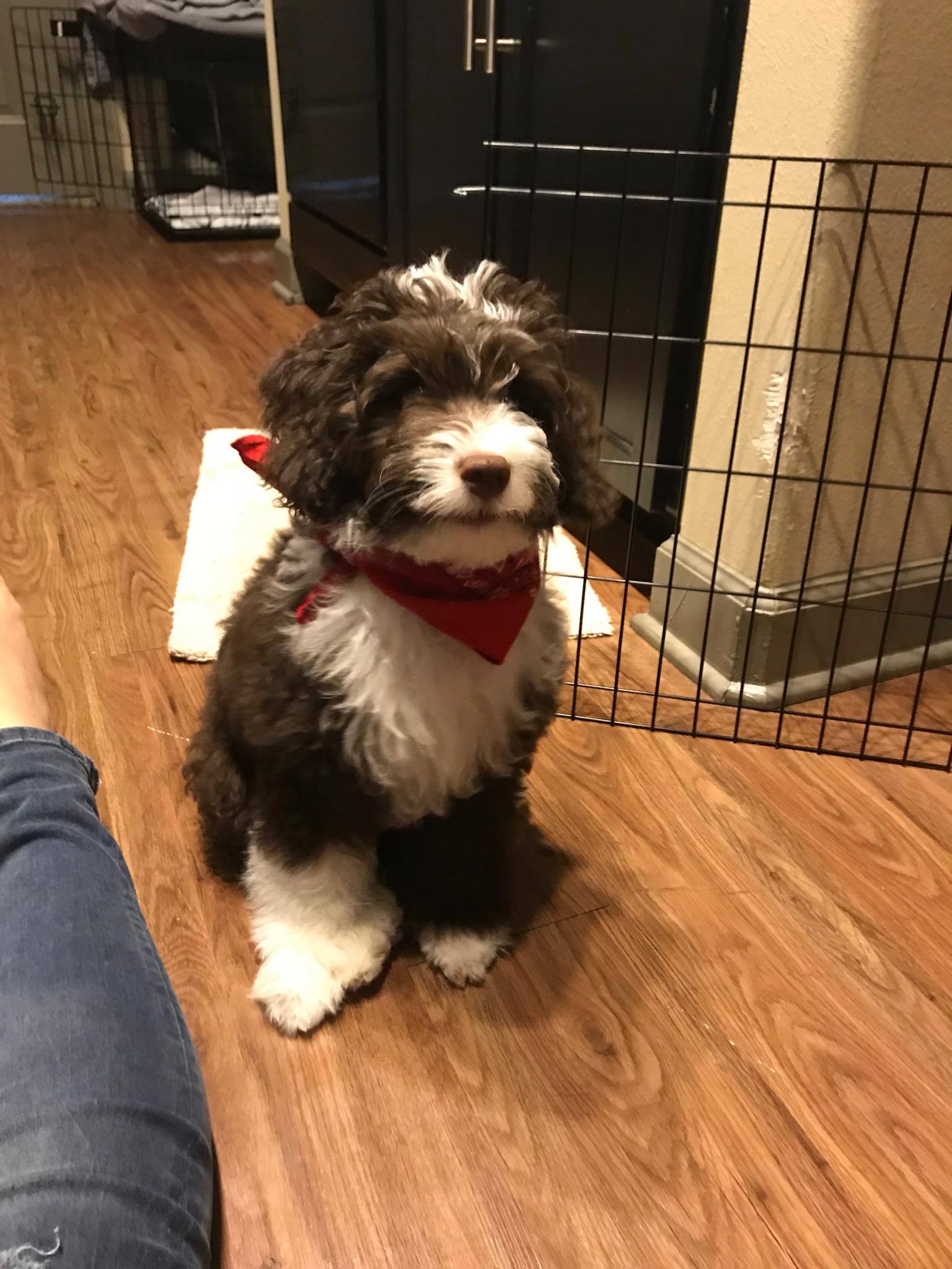 POTTY TRAINING AN AUSSIEDOODLE PUPPY - 7 DAY CRATE TRAINING SCHEDULE- CHOCOLATE AND WHITE BI F1B MINI AUSSIEDOODLE 