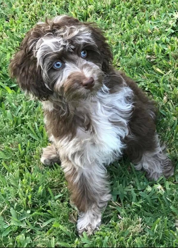 Mini Aussiedoodle Max first week home