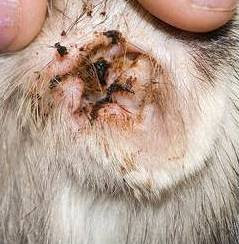 Yeast Ear Infection in Dogs