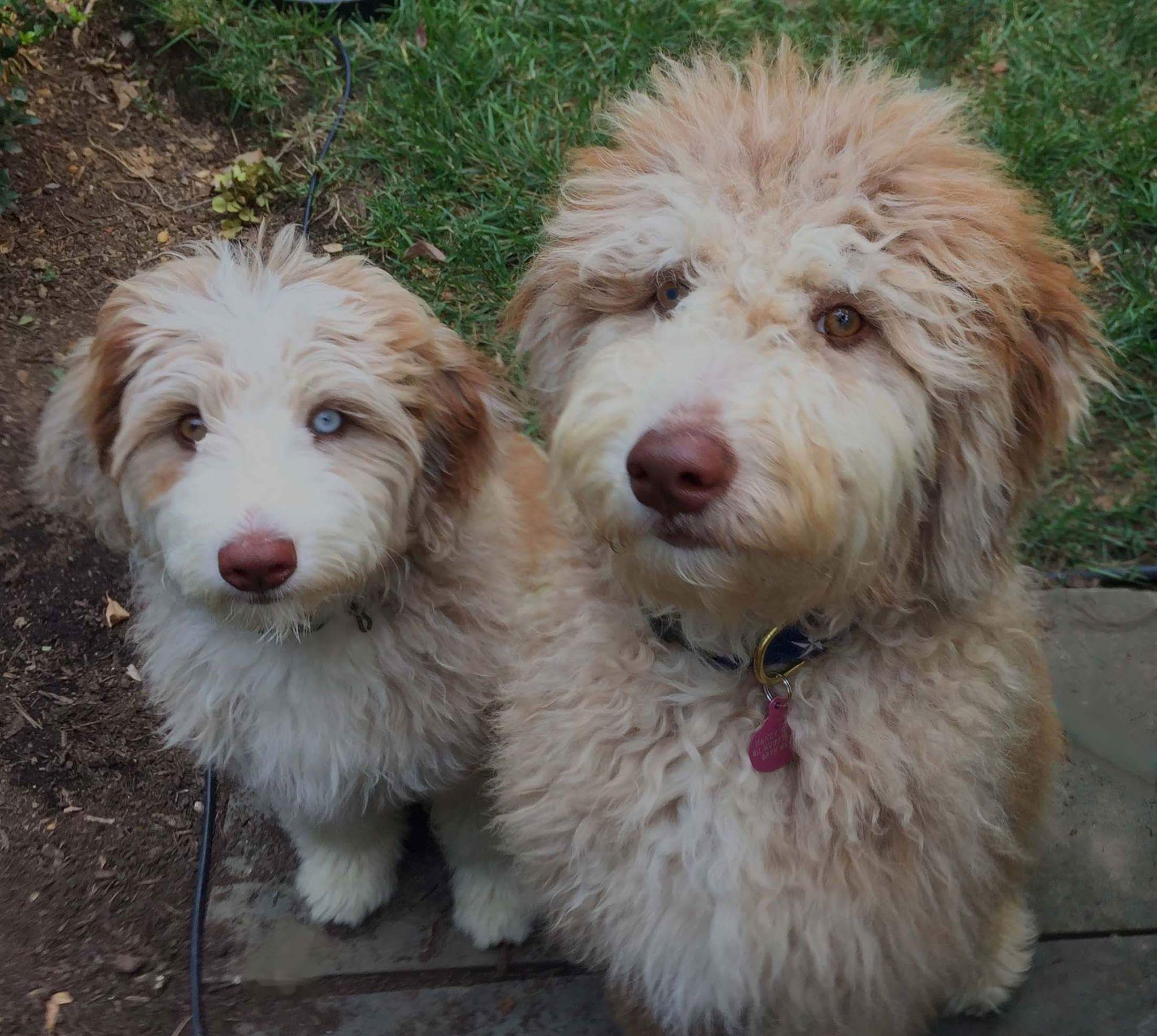 TWO AUSSIEDOODLE SISTERS