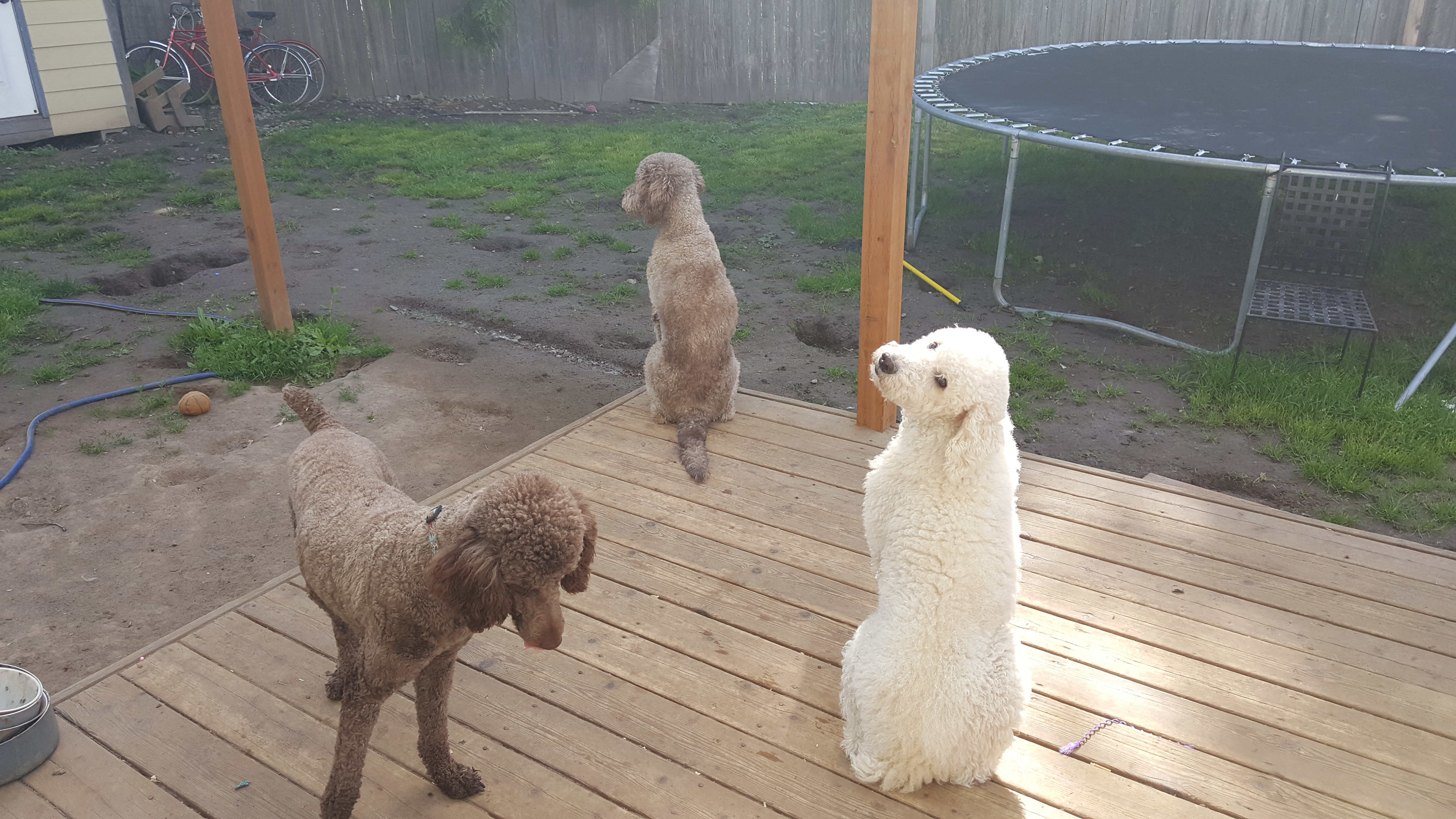 Pele,  Ivy and Tippy on the deck 