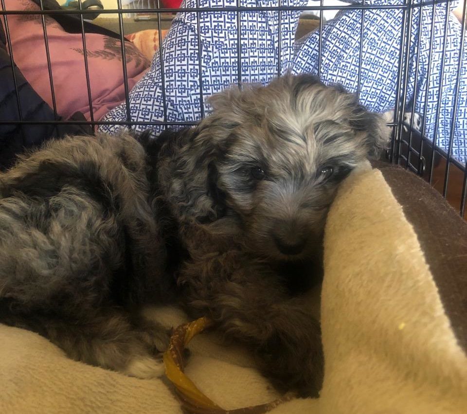 8 WK OLD - MINI AUSSIEDOODLE PUPPY SLEEPING IN HER CRATE