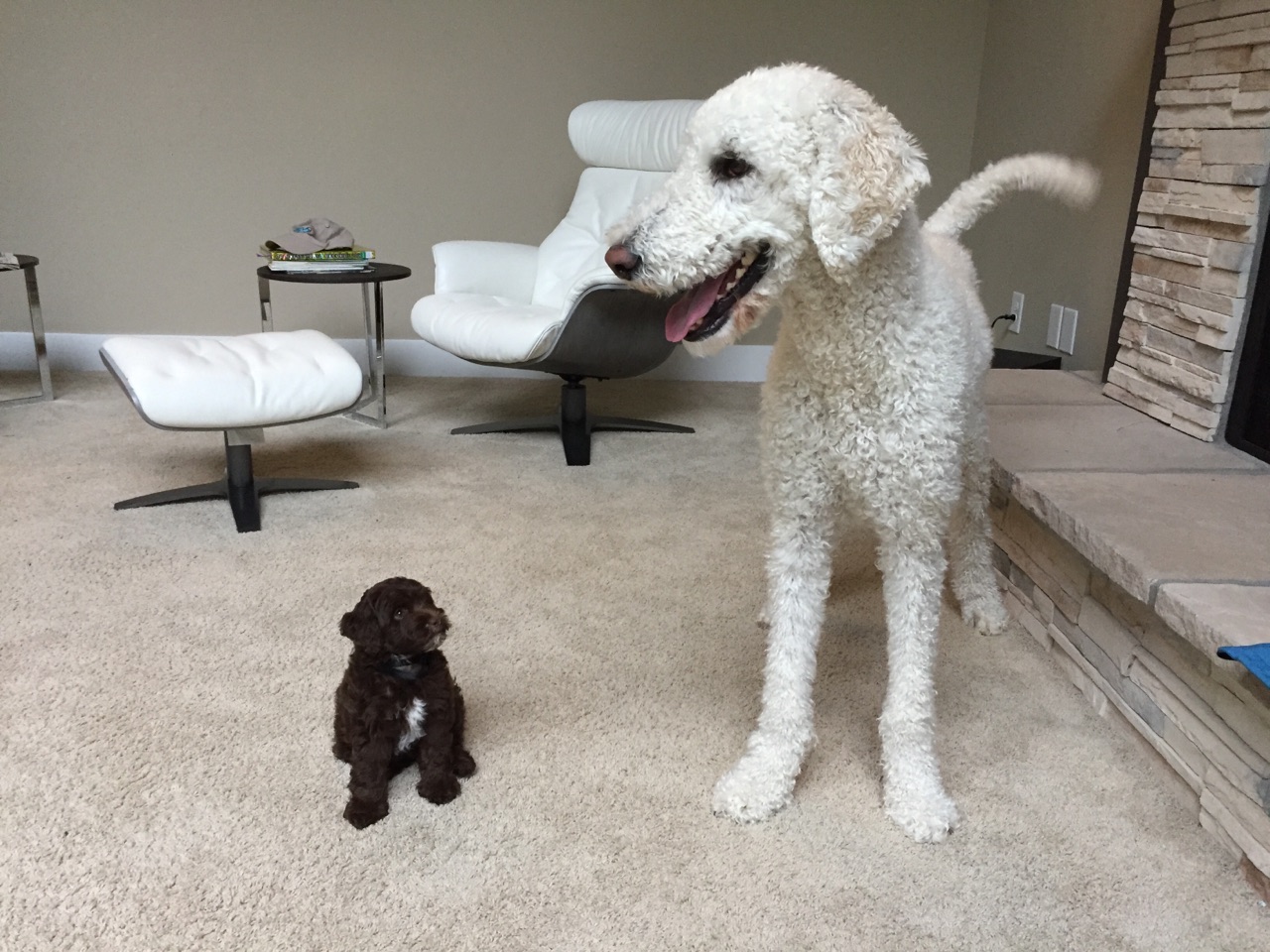 A very Tall Labradoodle with his new and tiny Mini Aussiedoodle housemate