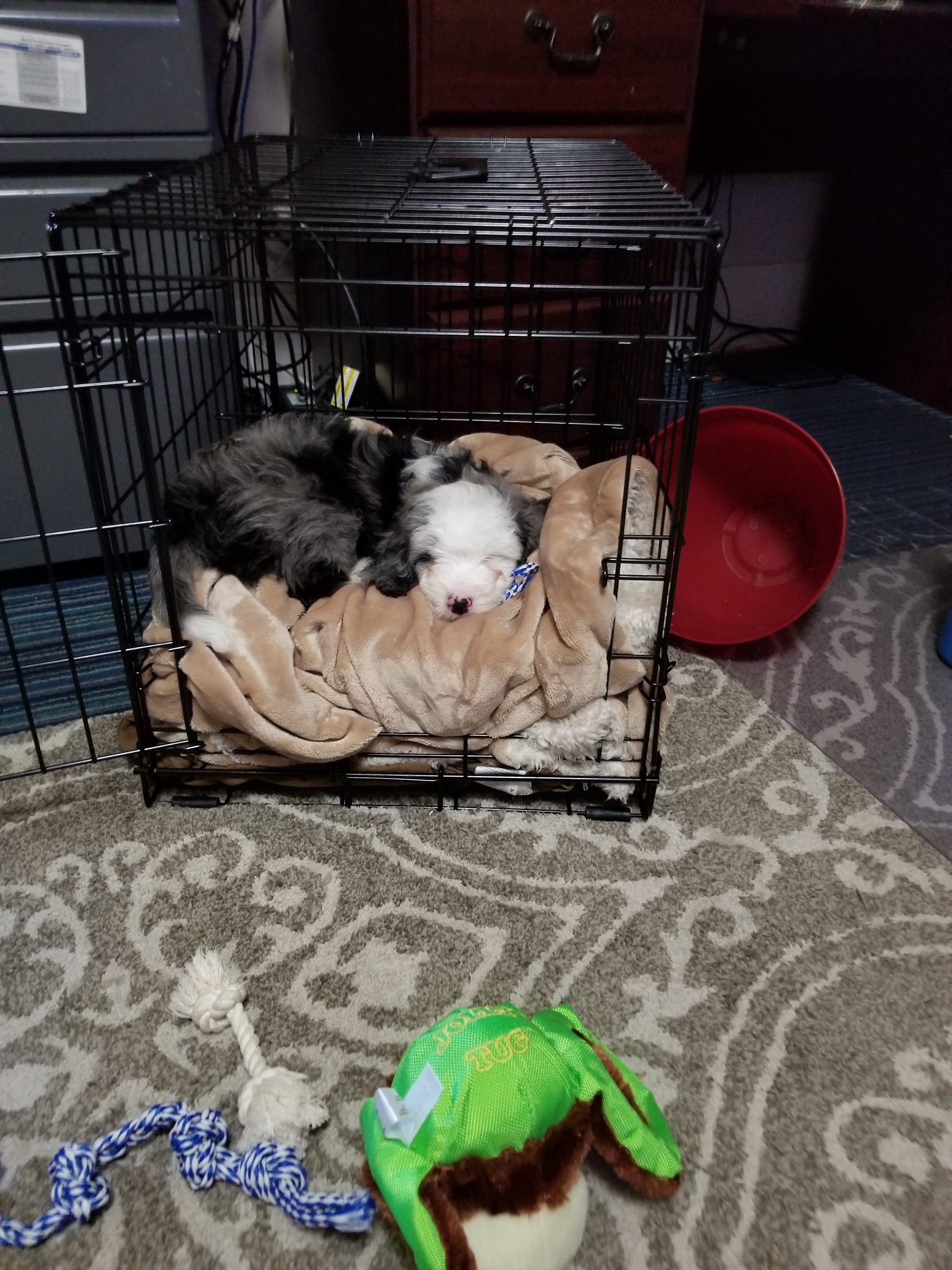 Blue Merle Mini Aussiedoodle Sleeping in their crate