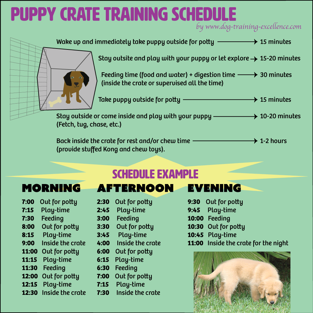 crate training schedule info graphic