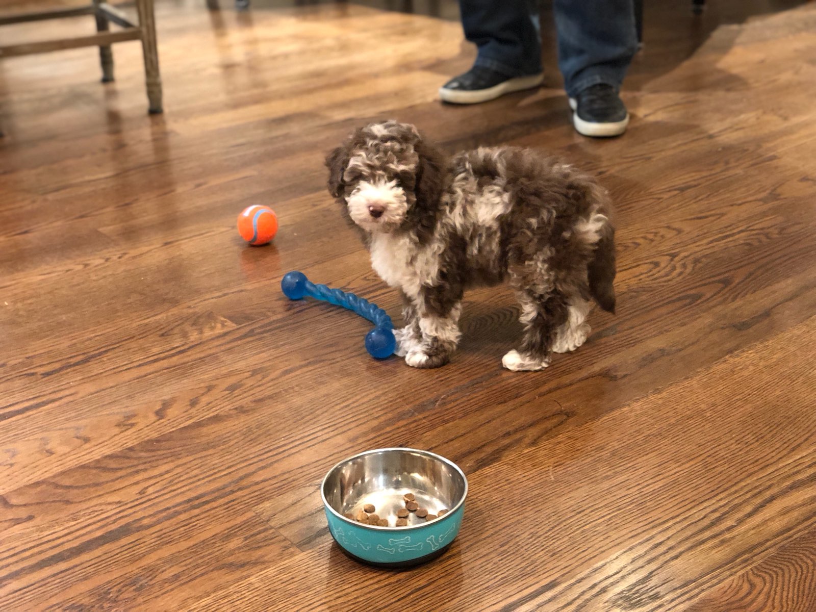 MERLE MINI AUSSIEDOODLE PUPPY WITH TOYS