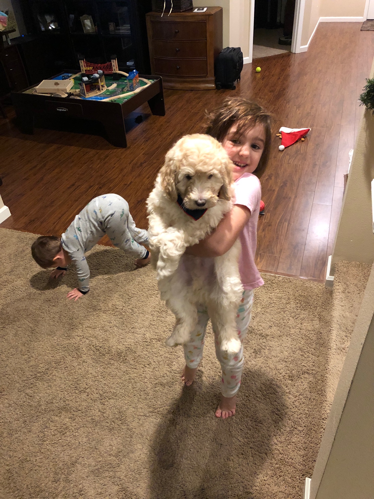 Labradoodle Puppies and Young Children 
