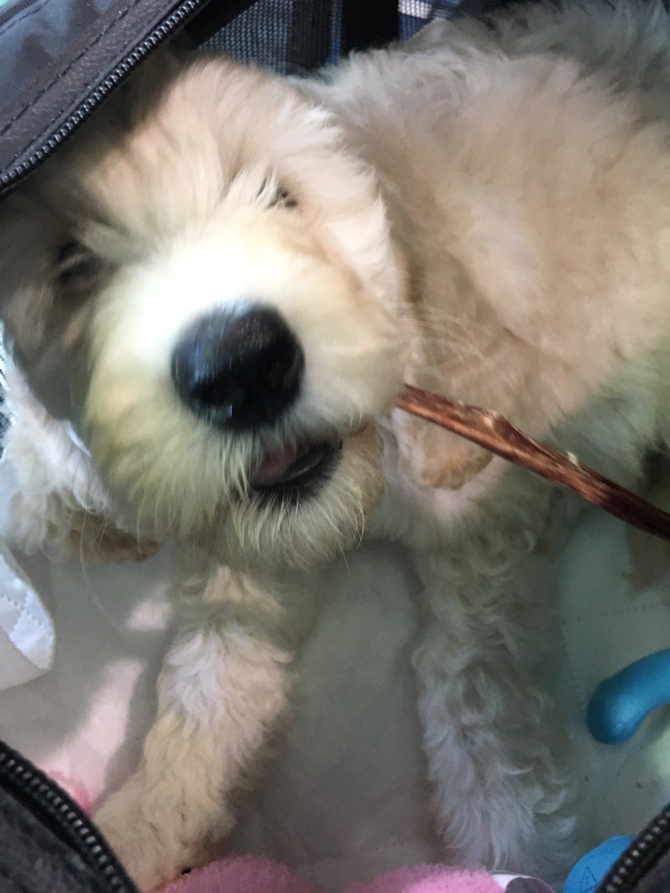 Cream Labradoodle Puppy "Mia" in her Carry-on Crate chewing on a with Beef Gullet Stick!