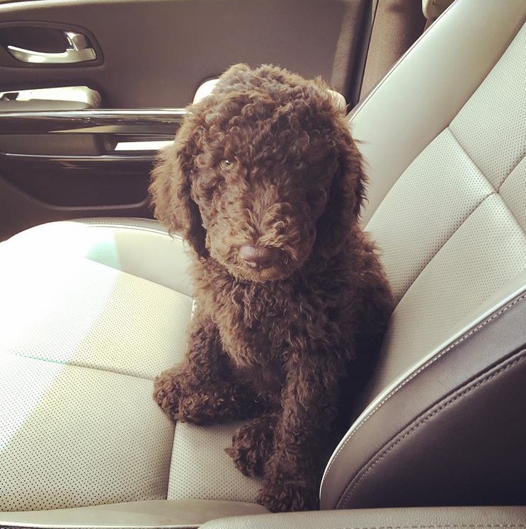 brown Labradoodle Puppy in the car