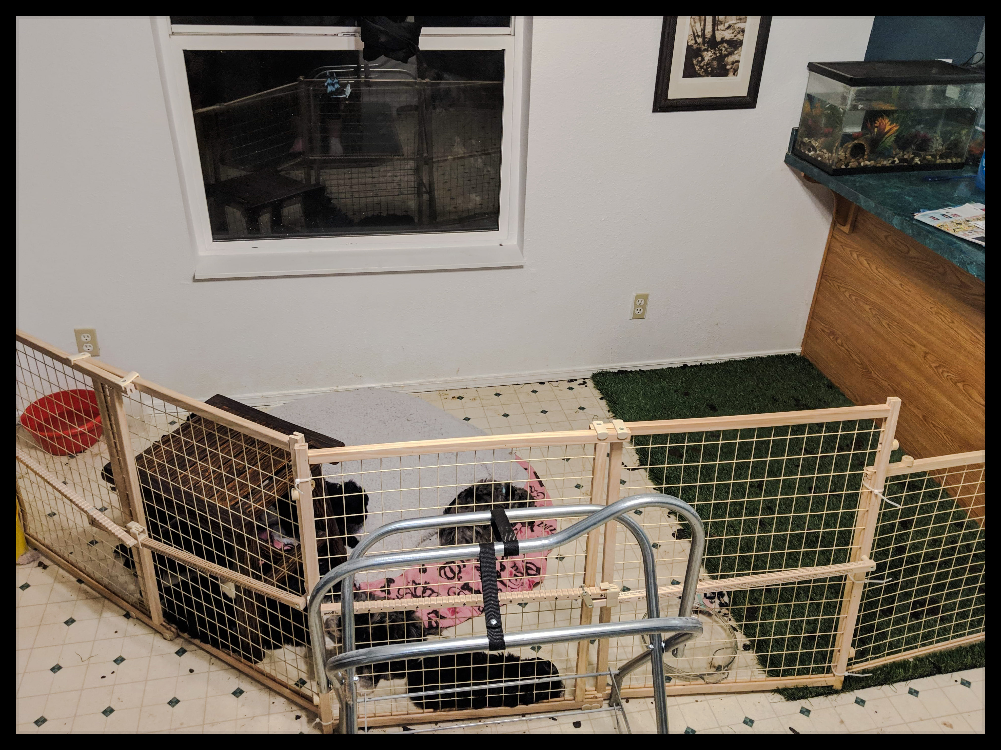 Puppy Xpen Setup with Grass Pad and baby gates in kitchen