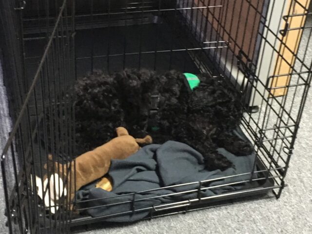 Crate training with a divider - Midwest Crates - Labradoodle Puppies