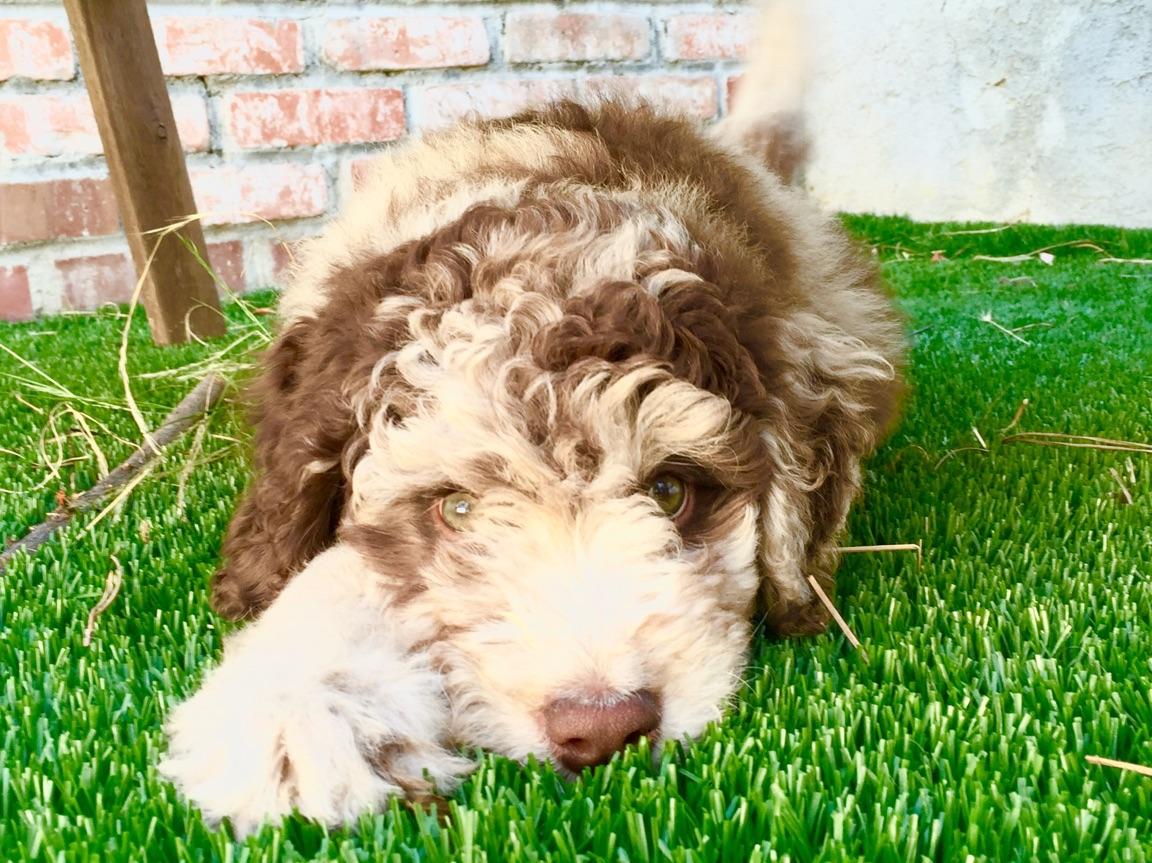 RED MERLE LABRADOODLE PUPPY