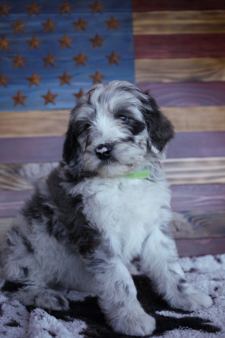 Aussiedoodle Puppy at 6 weeks old