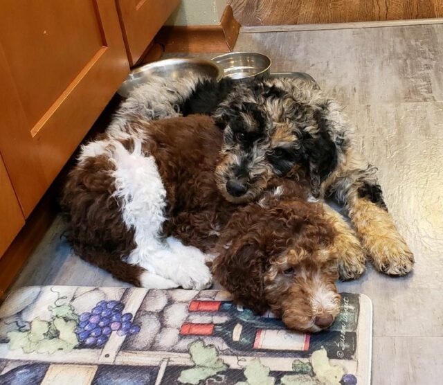 Blue Merle Aussiedoodle Puppy and Chocolate and White Parti Phantom Siblings