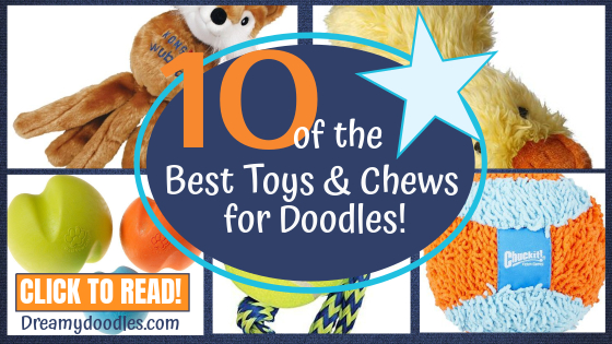 10 OF THE BEST TOYS AND CHEWS FOR DOODLE PUPPIES POST BANNER
