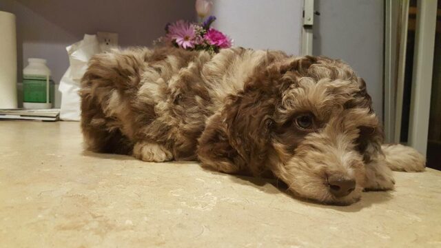 Aussiedoodle Puppy from Daisy! Red Merle Color