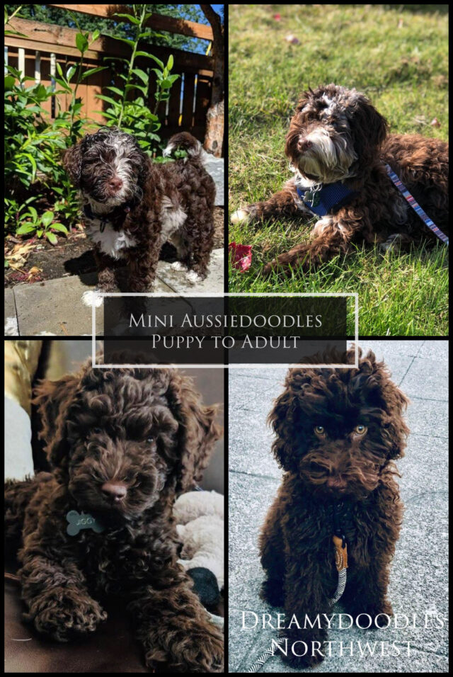 Mini Aussiedoodle Puppy to Adult Chocolate Merle and Solid Dark Chocolate