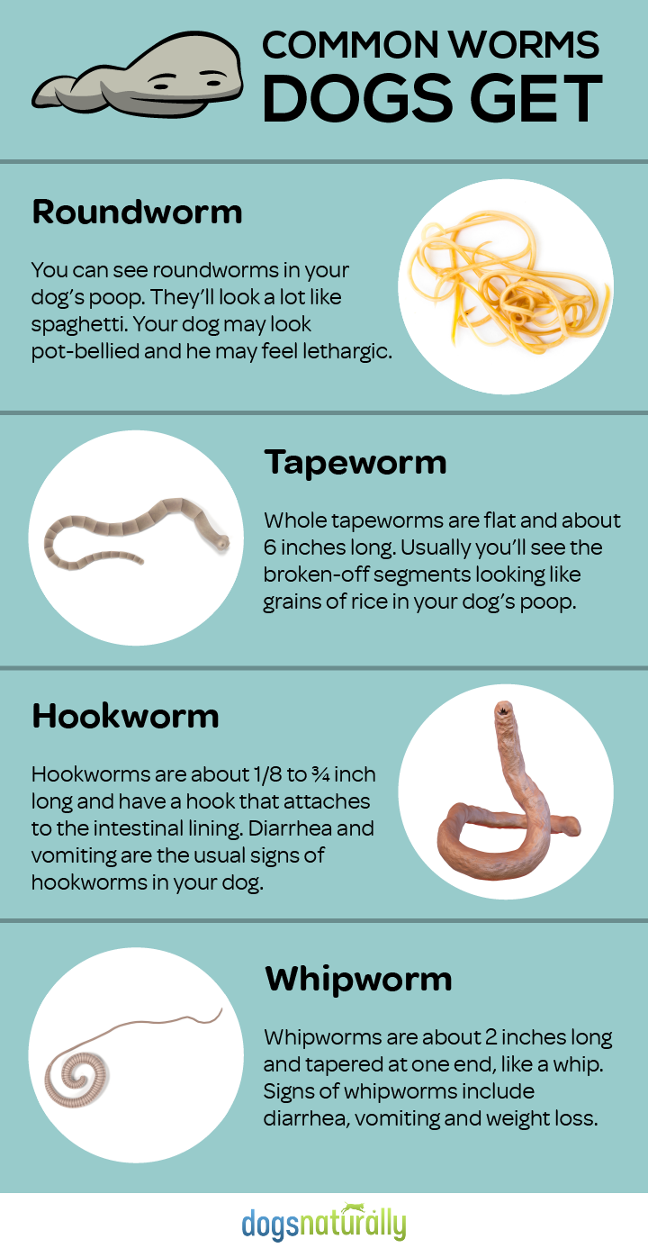 4 Most Common Worms Dogs Get Info Graphic - Roundworms, Whipworms, Tapeworms and Hookworms 