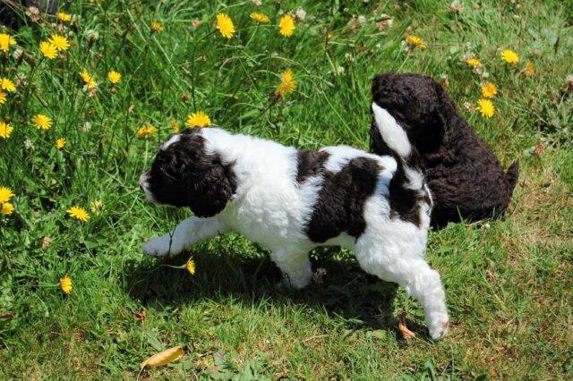 Parti Labradoodle Puppy Chocolate and White - Doodle Coat Colors