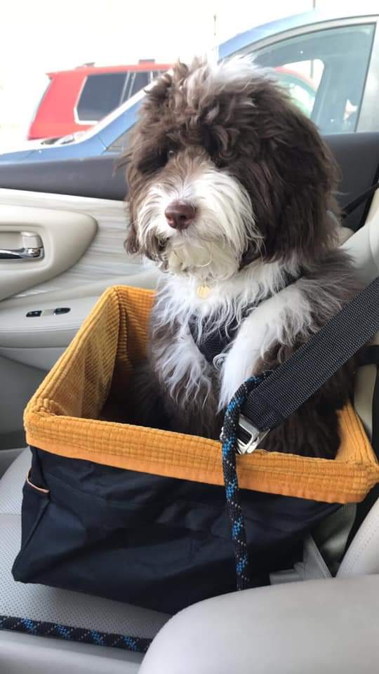 Mini Aussiedoodle adult traveling in a car seat for dogs