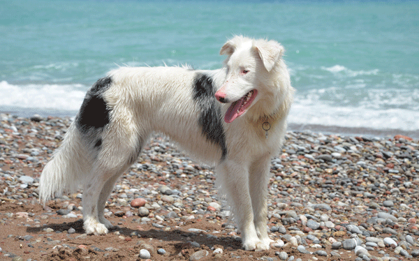 double-merle-collie