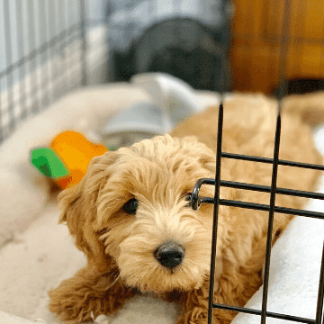 crate-training-puppies